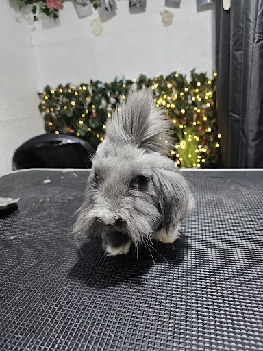 Romuś-Style Grooming & Bunny Hotel Zoopsycholog Behawiorysta Królików Anna Jasnowska